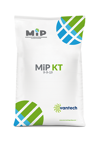 MiP KT